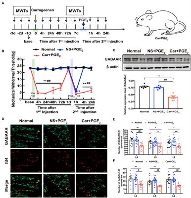 Role of GABAAR in the Transition From Acute to Chronic Pain and the Analgesic Effect of Electroacupuncture on Hyperalgesic Priming Model Rats